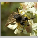 Tenthredo notha - Blattwespe m02.jpg